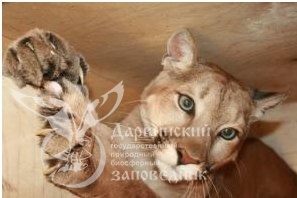 На защите диких животных