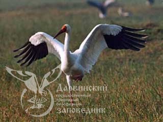 Второе воскресенье сентября - Всемирный день журавля
