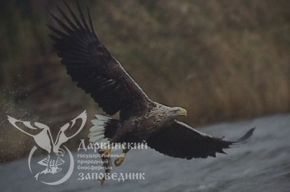 Нежданный гость курского заповедника